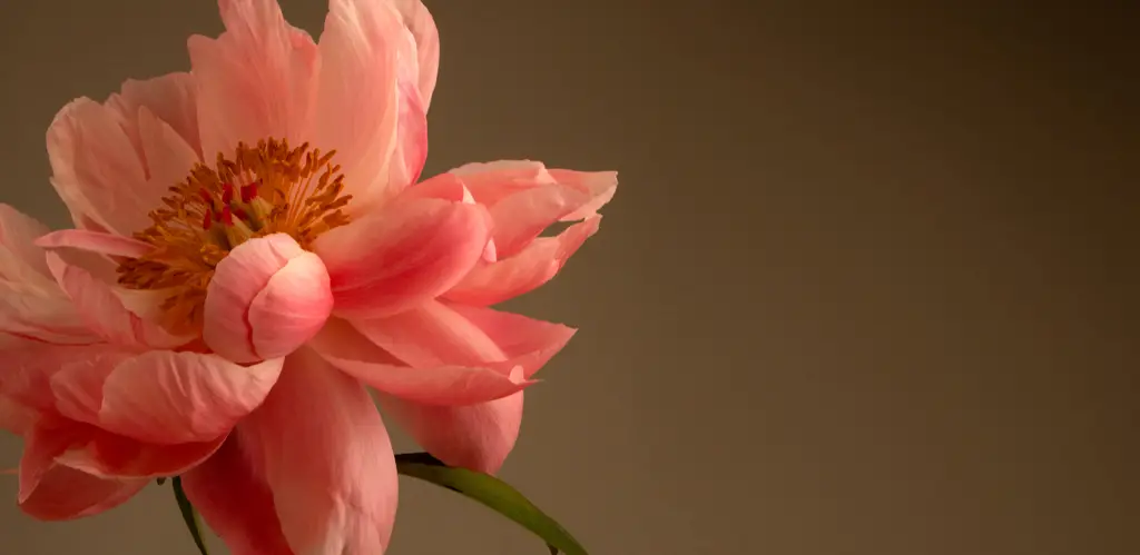 flores para decesos