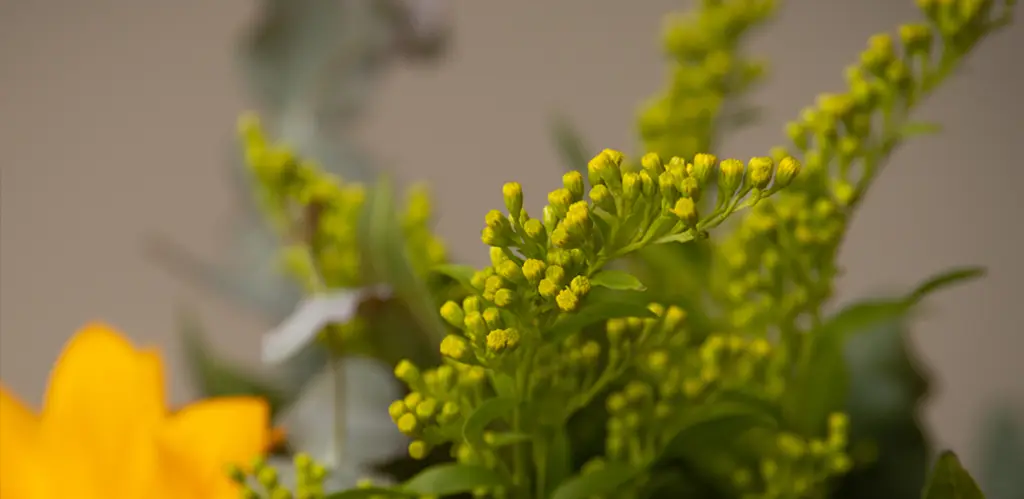 floristeria roquetas