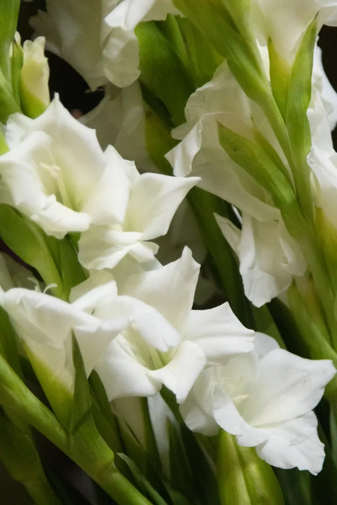 flores santos el ejido