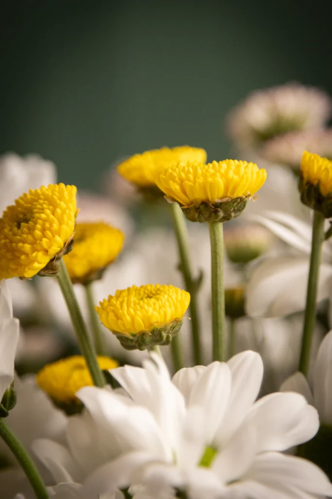 flores santos el ejido