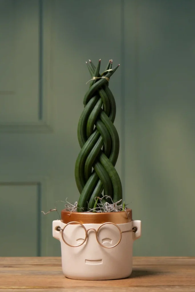 plantas para decorar