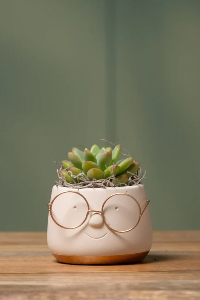 plantas para decorar