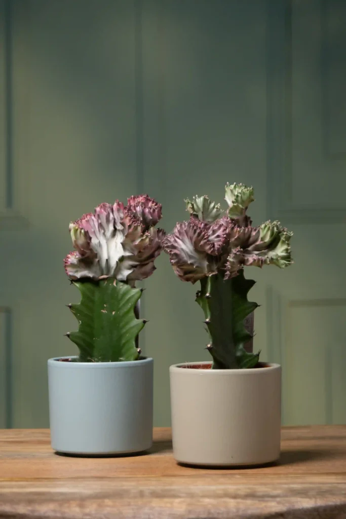 plantas para decorar