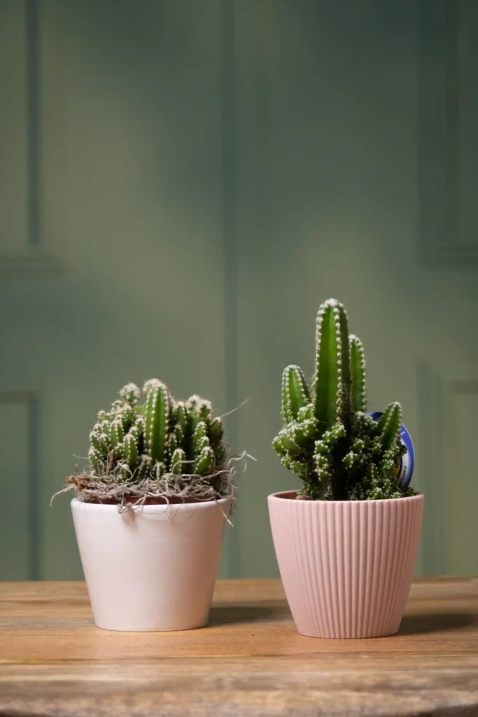 plantas para decorar