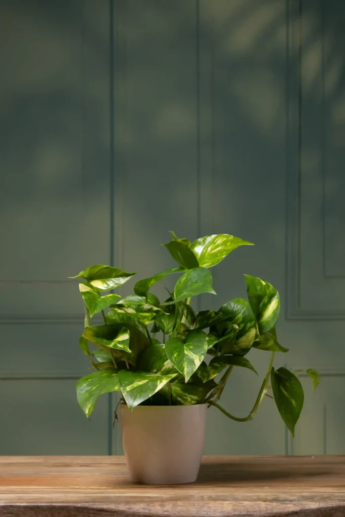 plantas para decorar